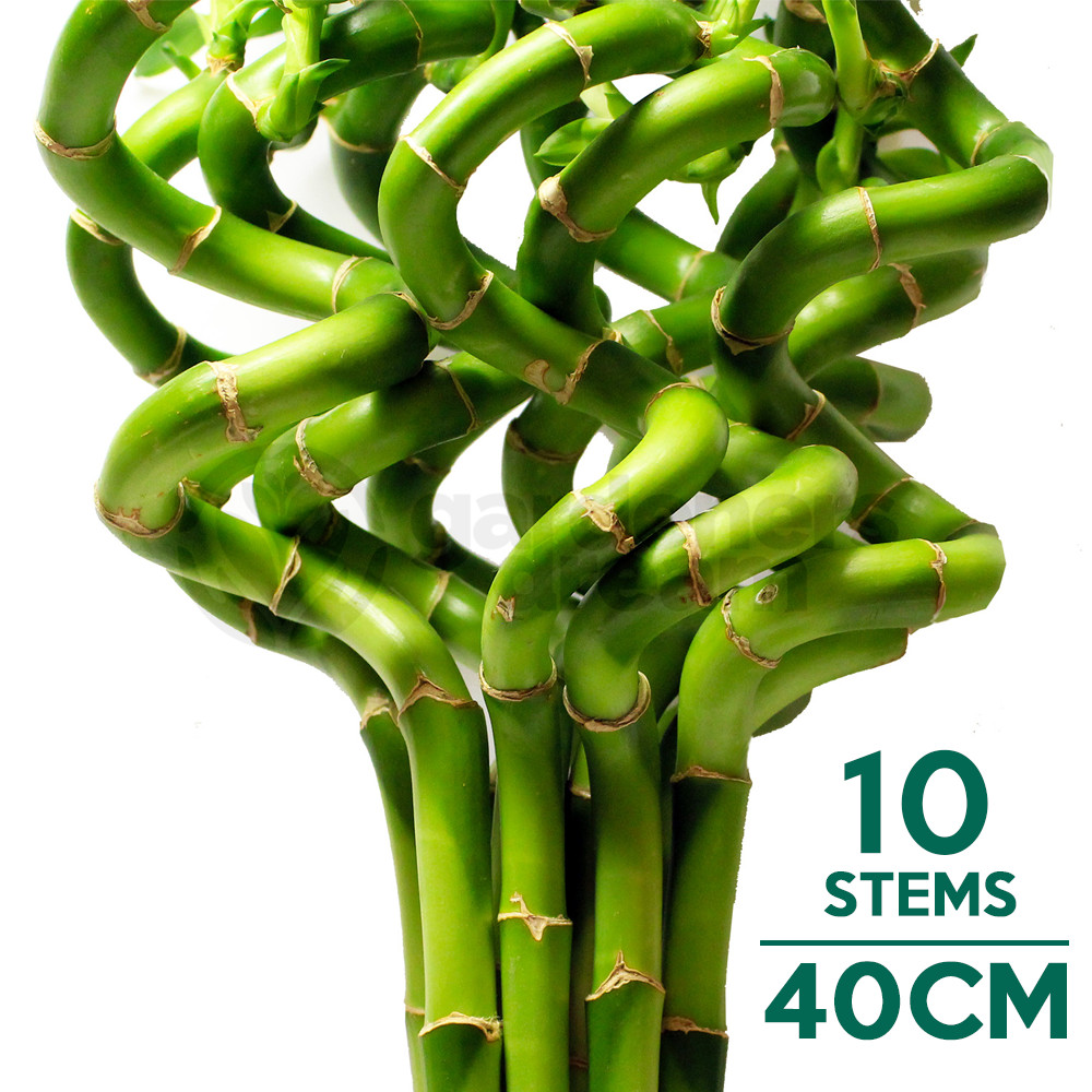 40cm Lucky Bamboo - 10 Spiral Stems - Indoor Plant Pot Garden Windowsill Bowl