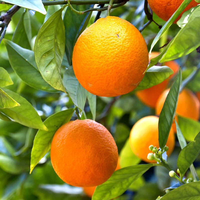 Citrus Tree, Mandarin Fruit, Self-Fertile, Fragrant Blossoms, 70-90cm, 4L Pot