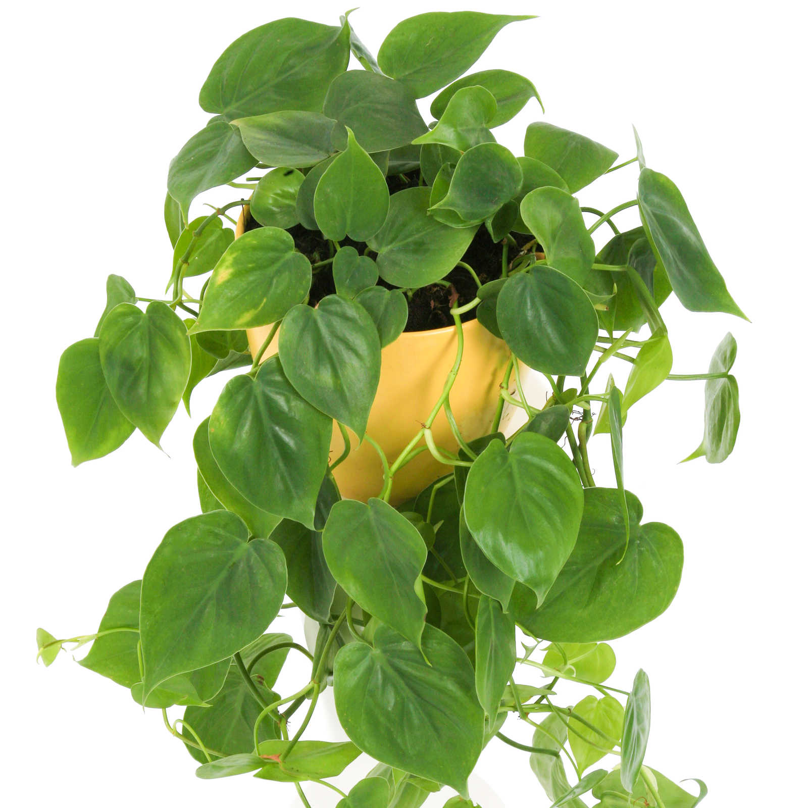 1 x Philodendron scandens for Sale | Indoor Sweetheart Plant in Hanging Basket