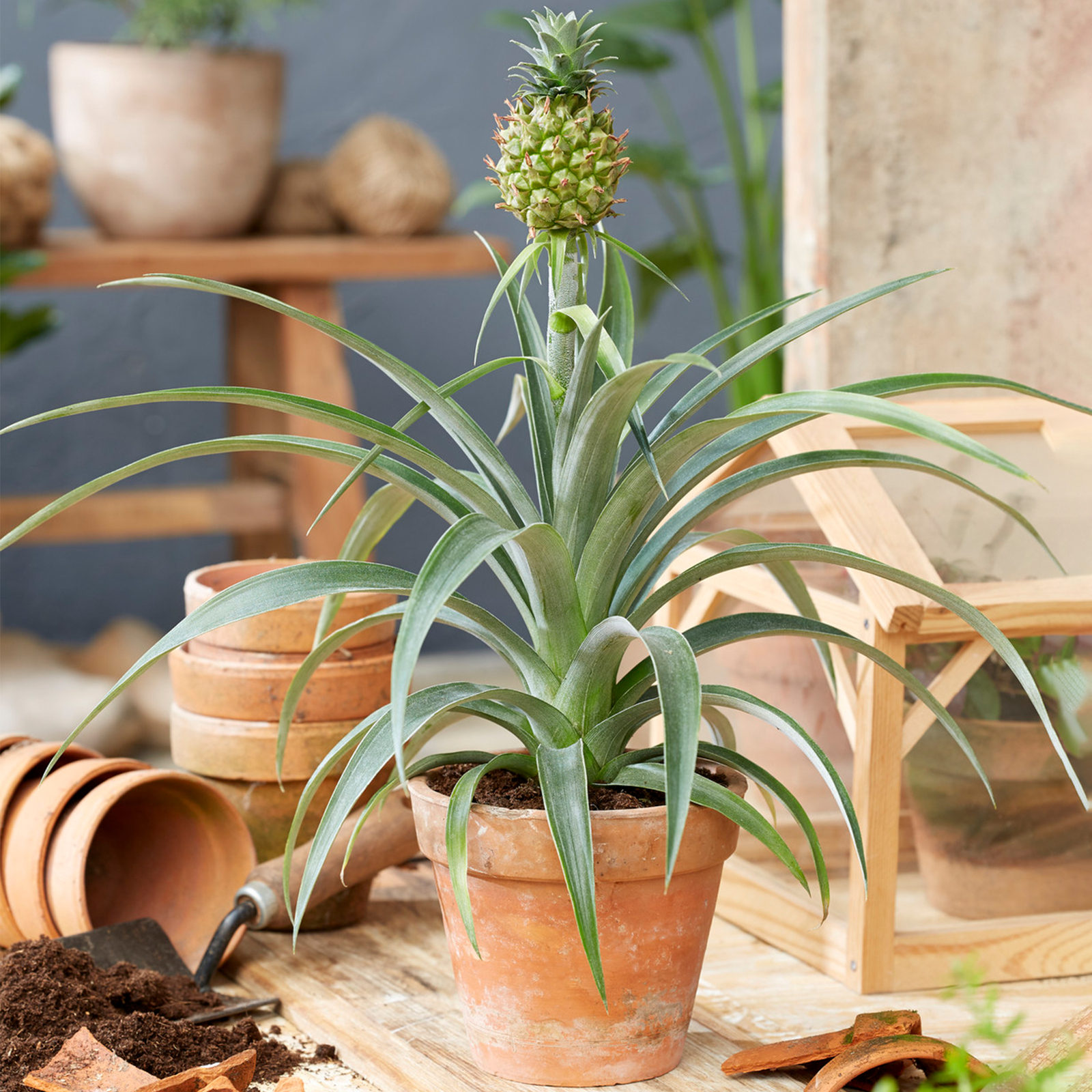 Ananas comosus Amigo - Pineapple Plant | Best Indoor Plants | 35-45cm with Pot
