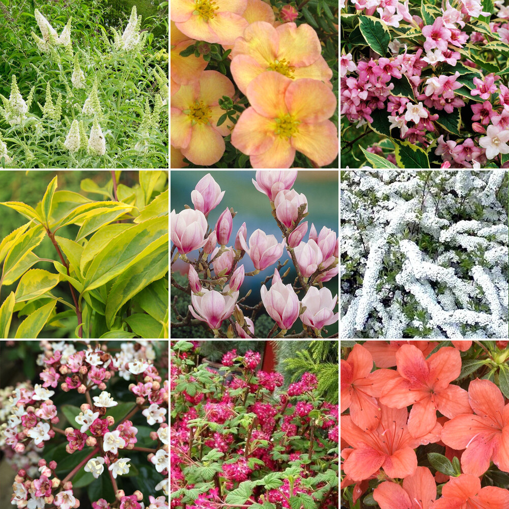 10 X Deciduous Shrub Plant Mix - High Quality Established Plants in Pots