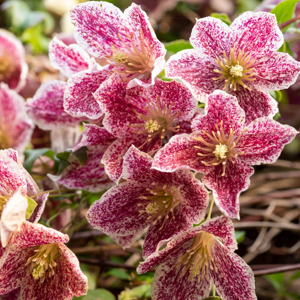 Set of 3 Clematis 'Evergreen Freckles' (3 x 7/9cm pots)