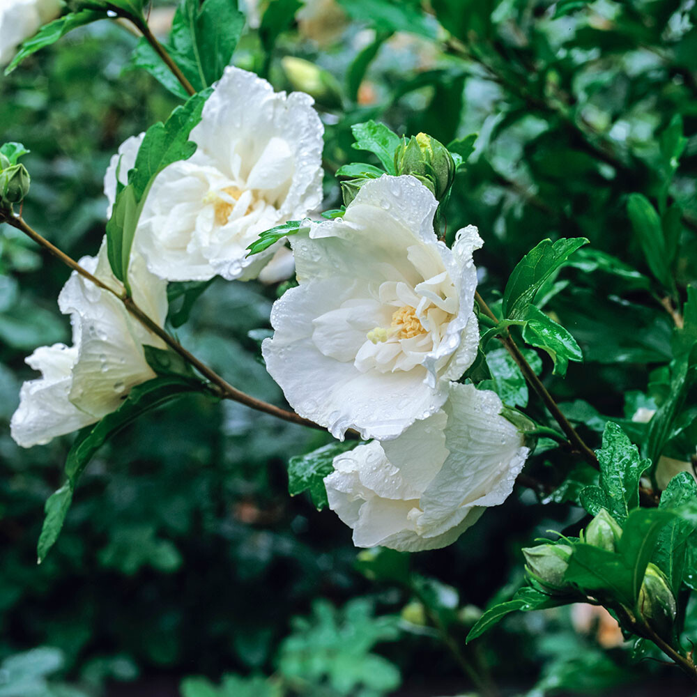 Hibiscus 'Chiffon White' potted 3L