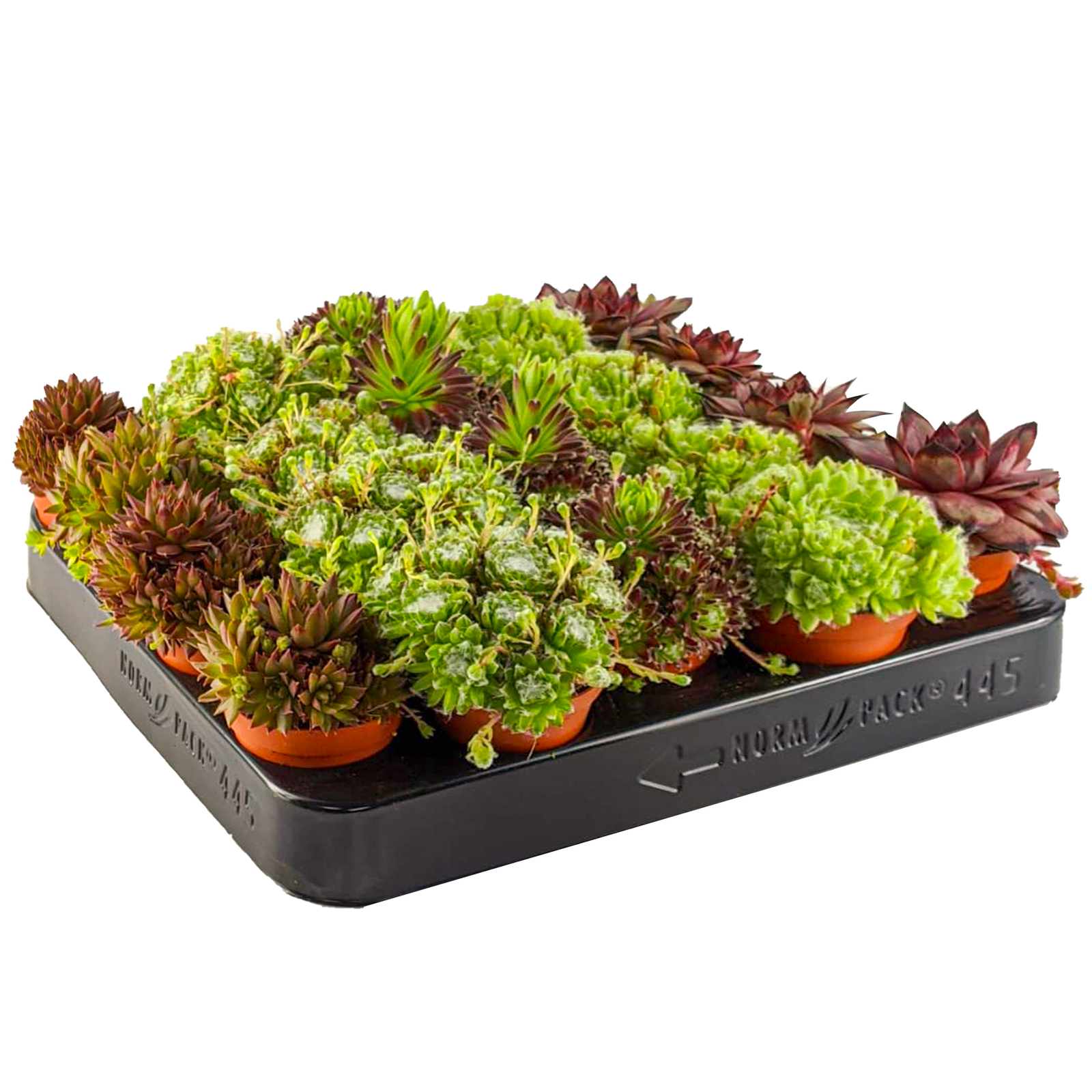 Sempervivum Mix - 20 Plants | Houseleek, Hen & Chick Indoor Succulent Plants