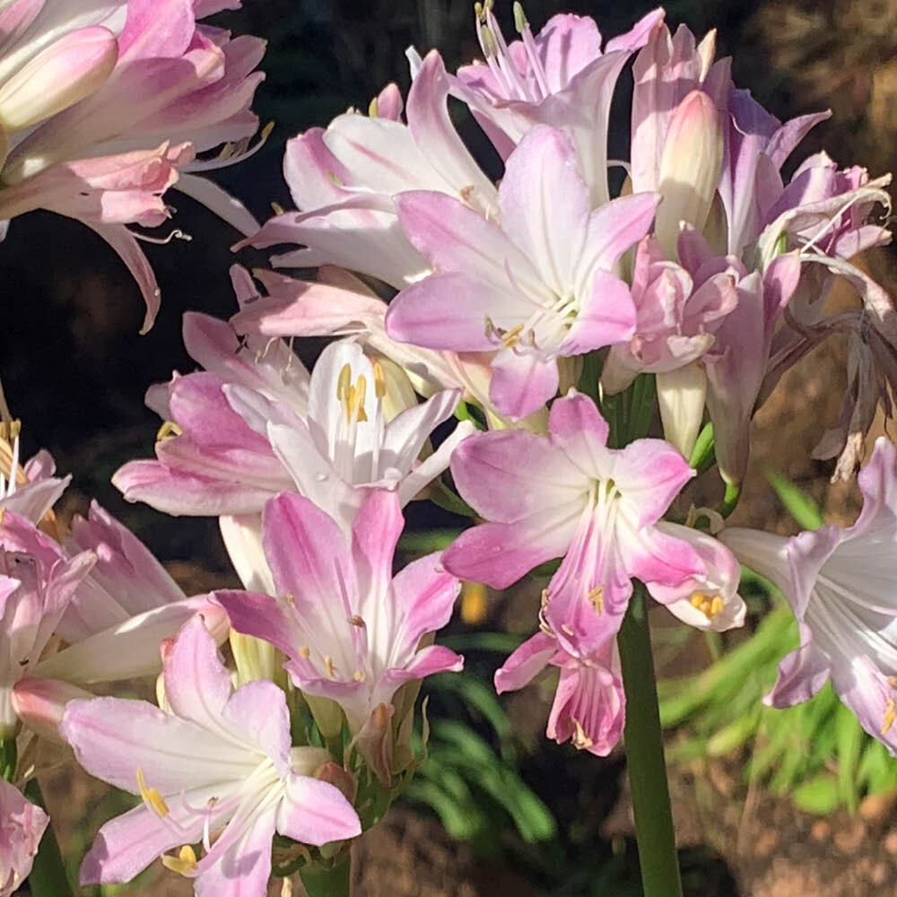 Agapanthus Blush Pink, 3 x Hardy Perennials in 9cm Pots, Long Summer Flowering