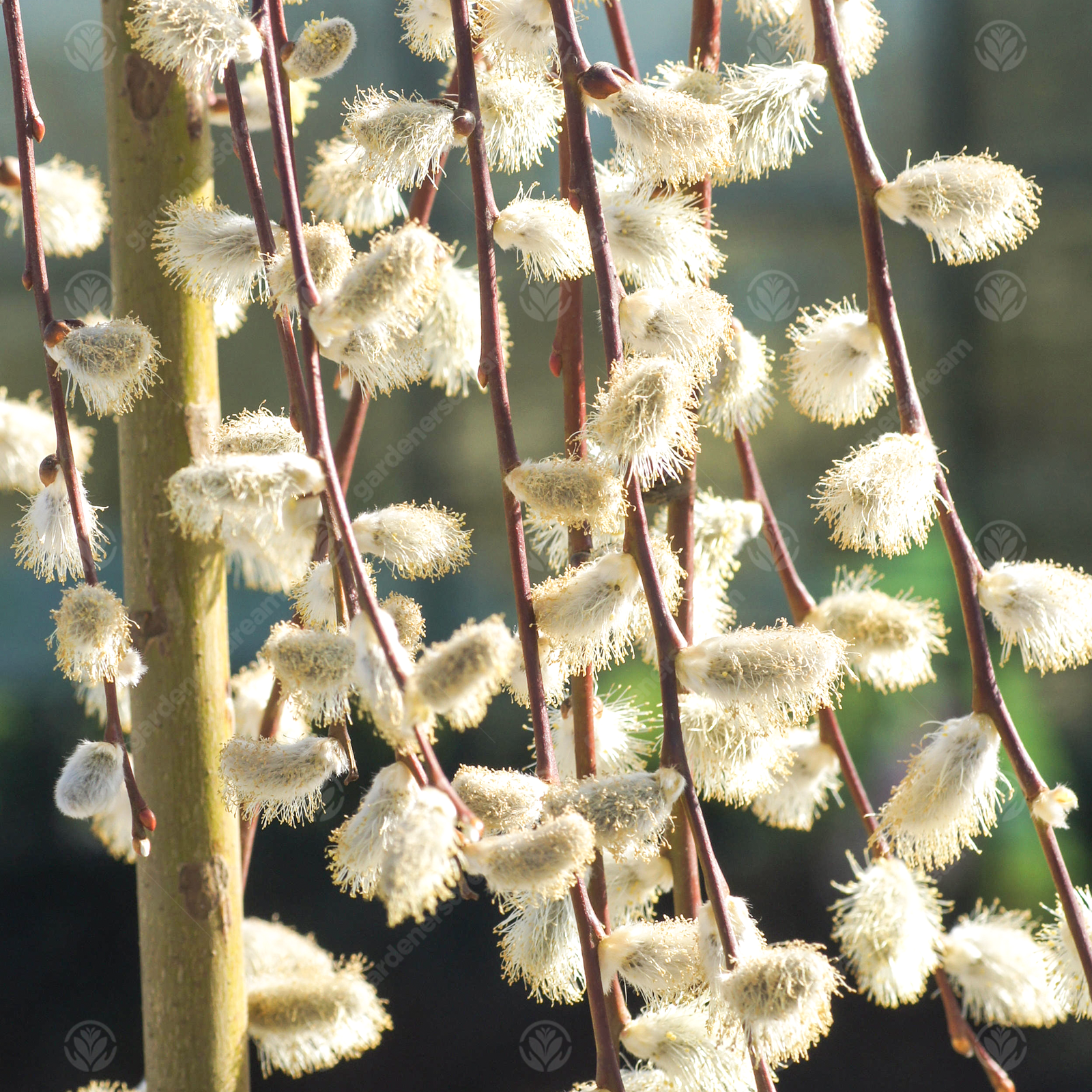 Salix caprea Pendula 120cm | Kilmarnock Willow | Ornamental Garden Tree | 4-5ft