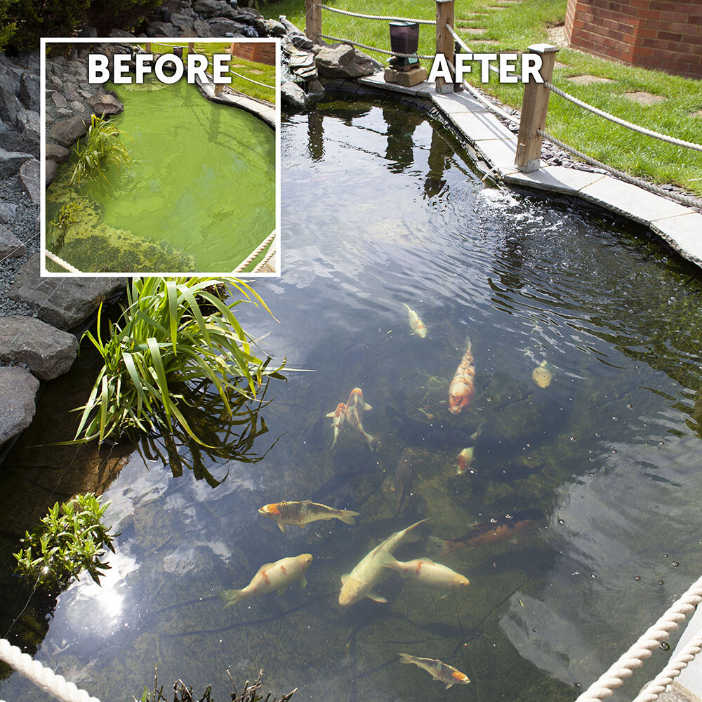 Blooming Fast Pond Clear Pro 2 Step pack - Extra Large