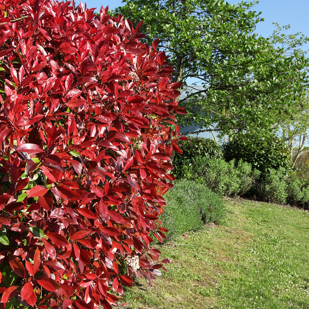 Photinia Red Robin 9cm x24