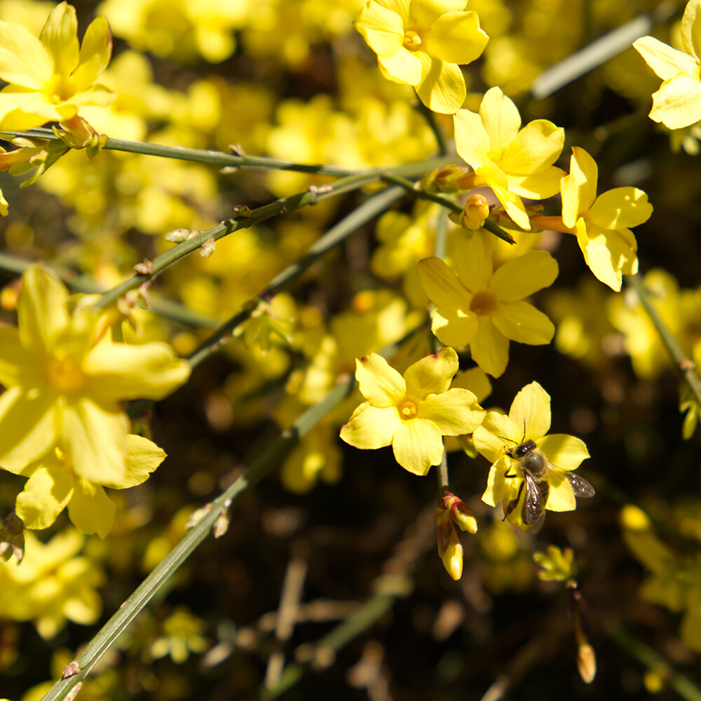Winter Jasmine Established Plant in 2L Pot with Cane