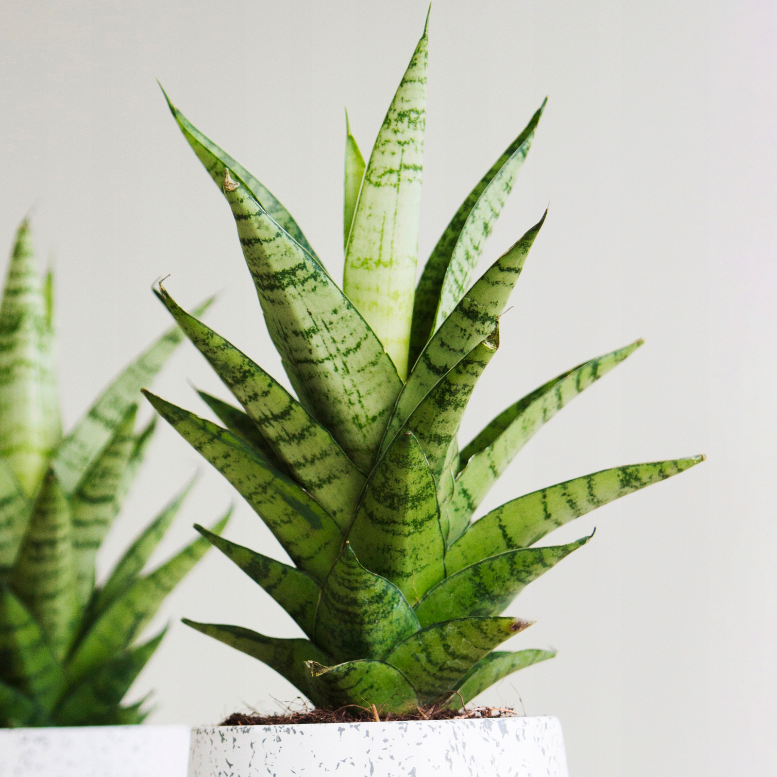 Evergreen Sansevieria Tough Lady | Potted Houseplant for Sale (30-40cm Incl Pot)