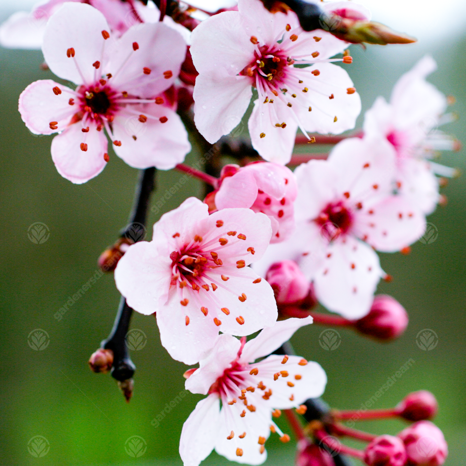 Prunus cerasifera 'Pissardii Nigra' | Purple Leaved Plum | Fruit Tree | 5-6ft