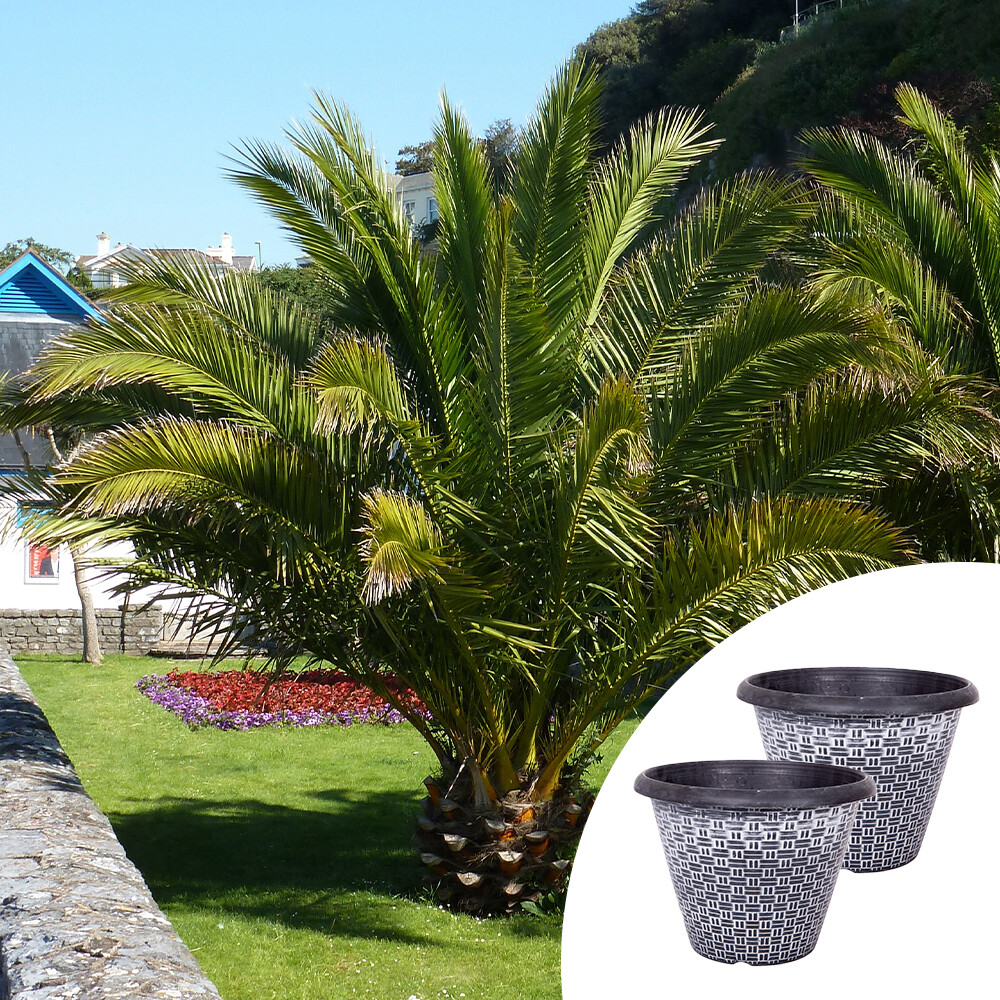 Tropical Palms, Phoenix Canary Island Pair, 55-75cm Tall, with 30cm Planters