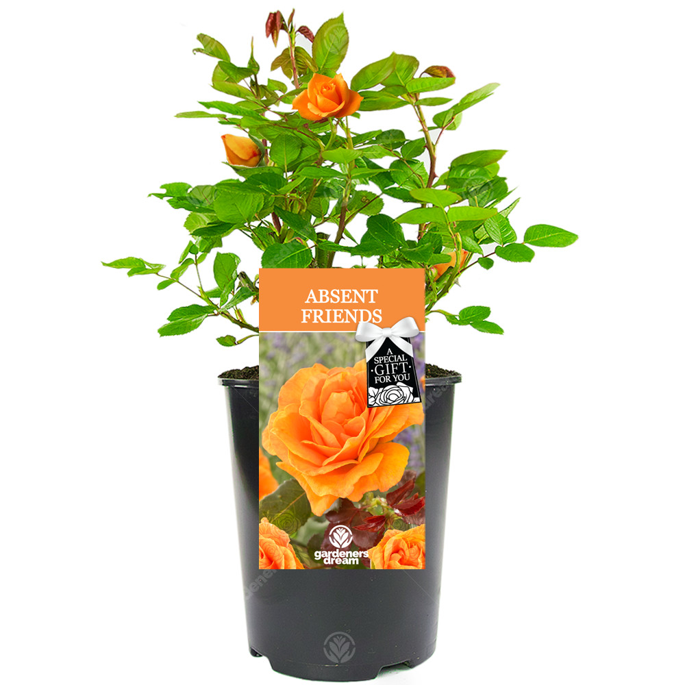 Absent Friend Rose - Absent Friend Gift - Live Rose Bush Plant