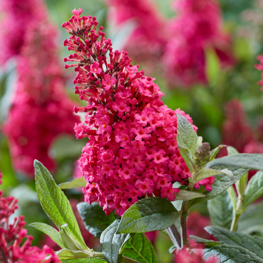 Buddleia Butterfly Candy Little Ruby, Standard in 18cm Pot, Fragrant Red Flowers