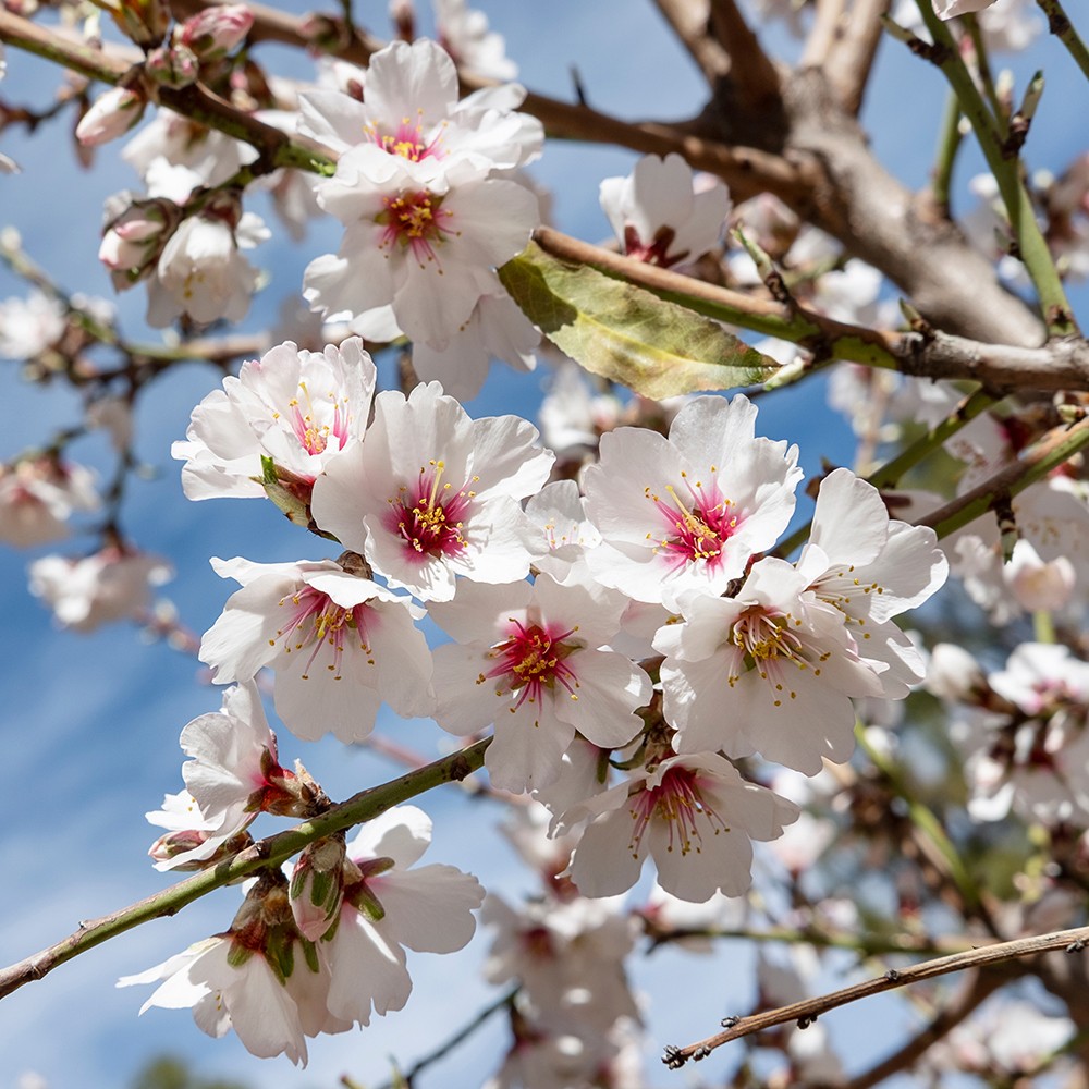 Almond Prunus Dulcis 5L 90-110cm x2