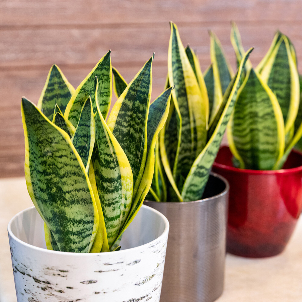 Snake Plant, Golden Flame Sansevieria, 17cm Pot, Indoor Houseplant, Air Purify