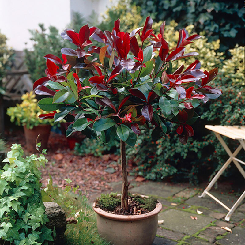 Evergreen Standard Tree Photinia Carre Rouge, Red Leaf 18cm Pot, Ready To Plant