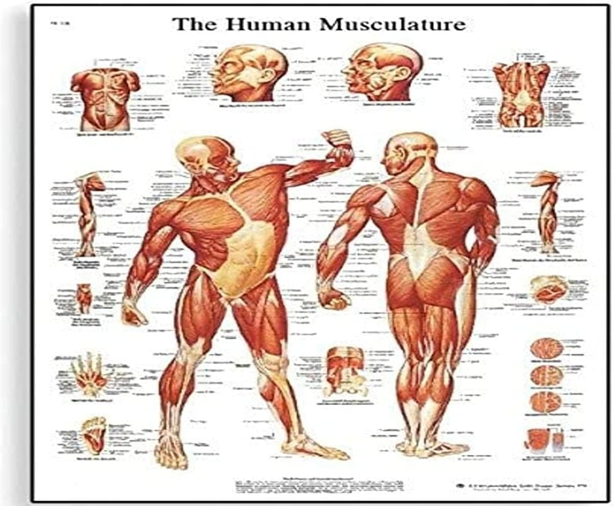 3B Scientific VR1118L Human Anatomy - Human Musculature Chart, Laminated Versio