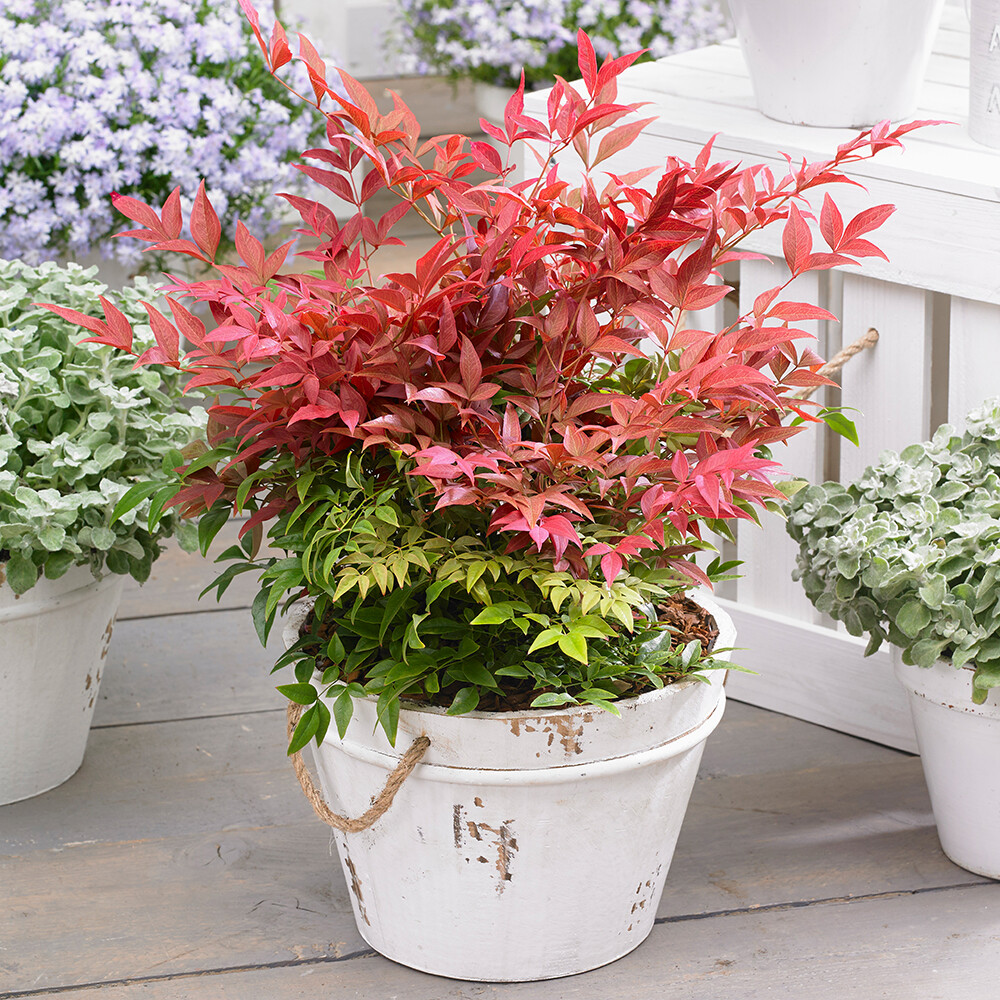 Evergreen Shrubs, Nandina Obsessed, Colourful Foliage Year Round, 2 x 15cm Pots