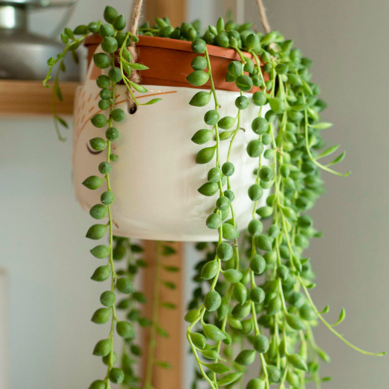 1 x Senecio Herreianus | Trailing Indoor Succulent Plant (20-30cm Incl. Pot)