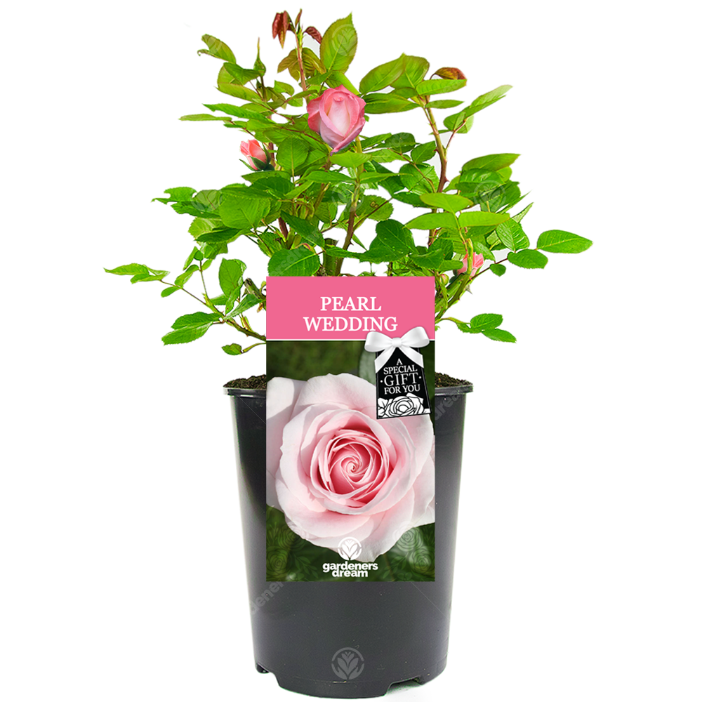 Pearl Wedding Rose - 30th Wedding Anniversary Gift - Live Rose Bush Plant