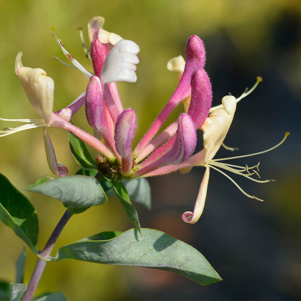 Honeysuckle Plant, Climbing Japanese Belgica, Fragrant, 90cm Cane, 2L Potted