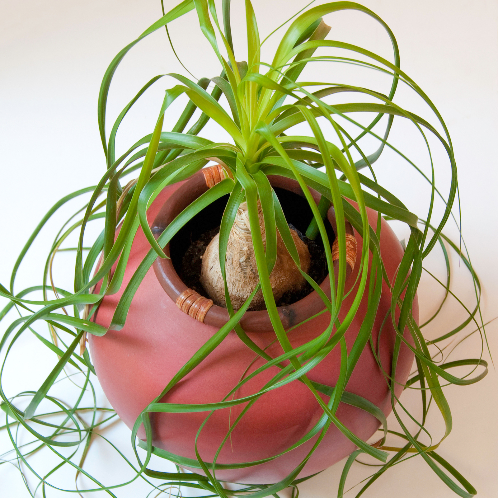 Beaucarnea Recurvata Nolina Ball 40-50cm Premium Potted Plant Gift for Sale