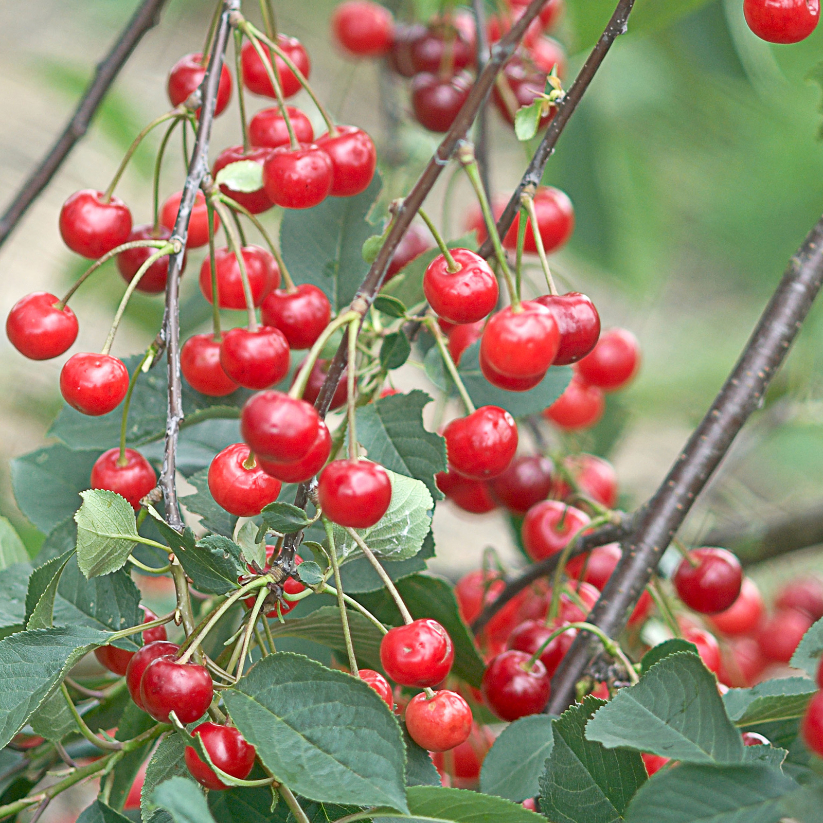 Cherry Morello Tree Outdoor Garden Plant Patio Fruit Tree in 7.5L Pot 4-5ft