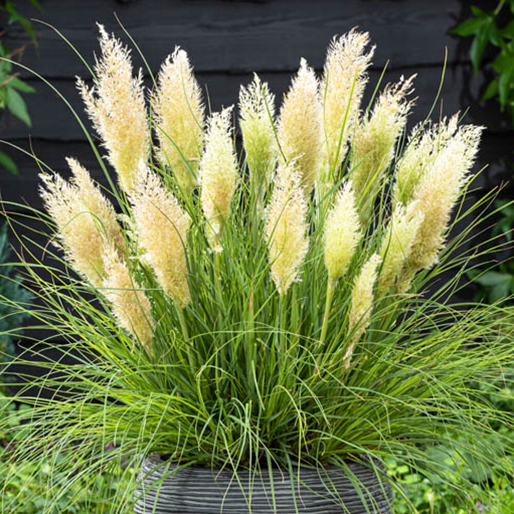Ornamental Grass, Tiny Pampa 2 x Compact Pampas, Feather Plumes, 9cm Pots