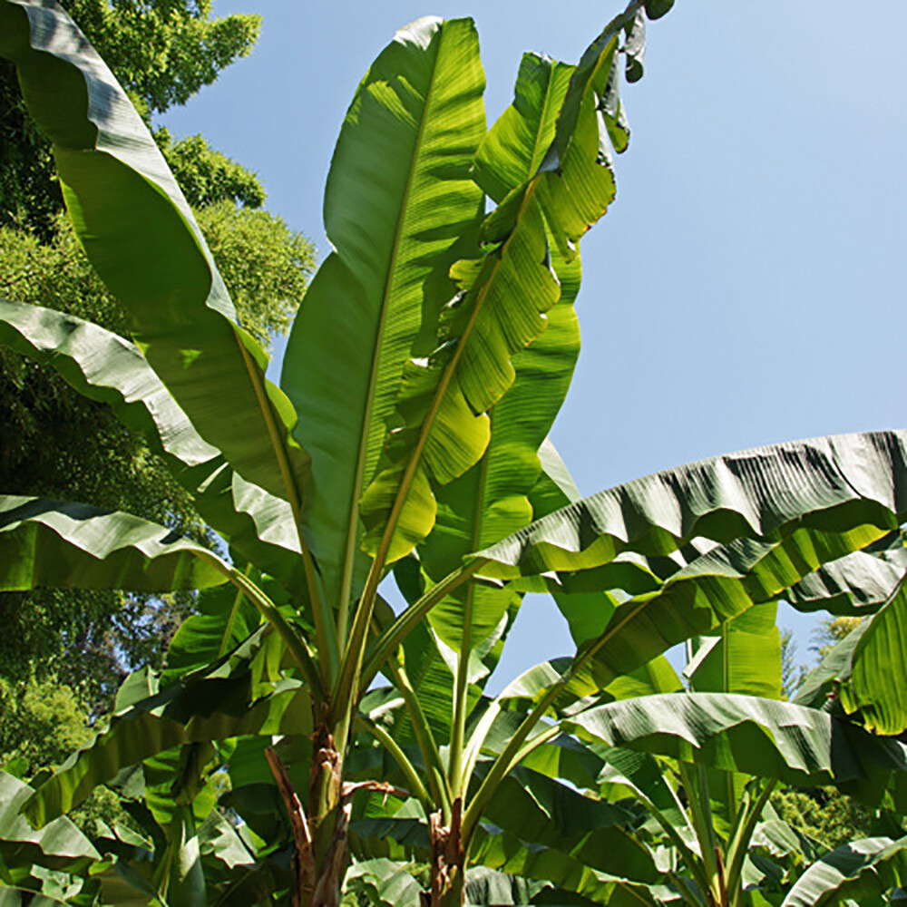 Tropical Plants, Hardy Banana Musa Basjoo, Architectural Foliage, 2 x 9cm Pots