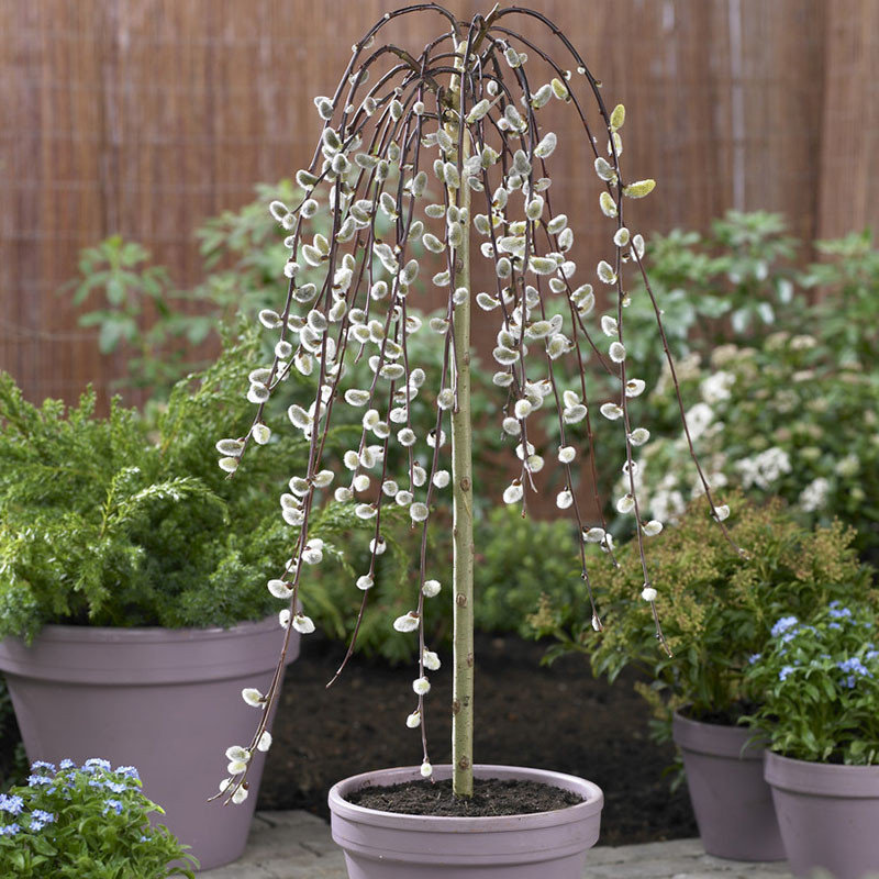 Weeping Willow Salix 'Kilmarnock' Standard Tree 70cm Tall 3L Pot