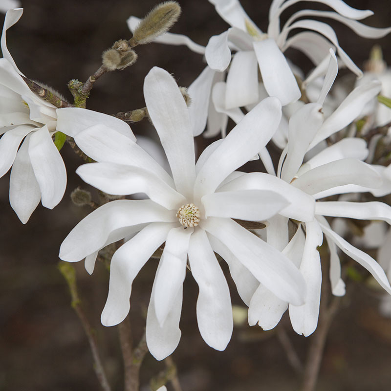 Standard Magnolia Tree, Star Magnolia, white fragrant, compact, 3L pot, 70cm