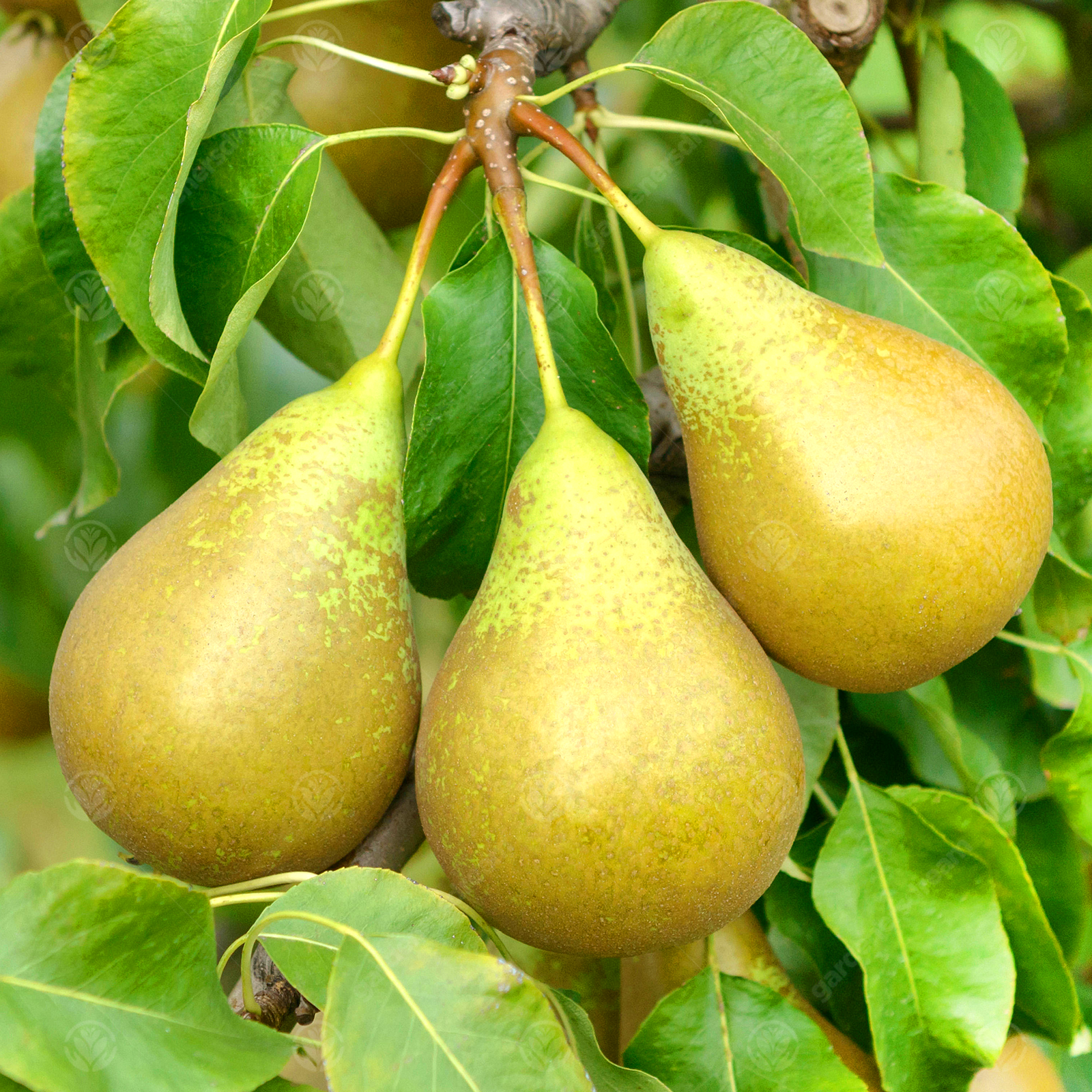 Pear Pyrus communis 'Conference' Quince A | Fruit Garden Tree | 4-5ft
