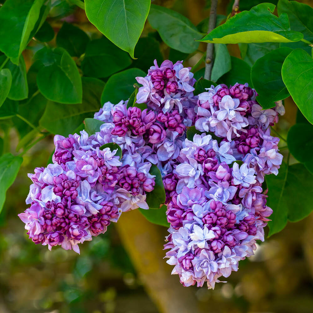 Fragrant Garden Shrub Lilac Katherine Havemeyer, 15cm Pot, Double Purple Blooms