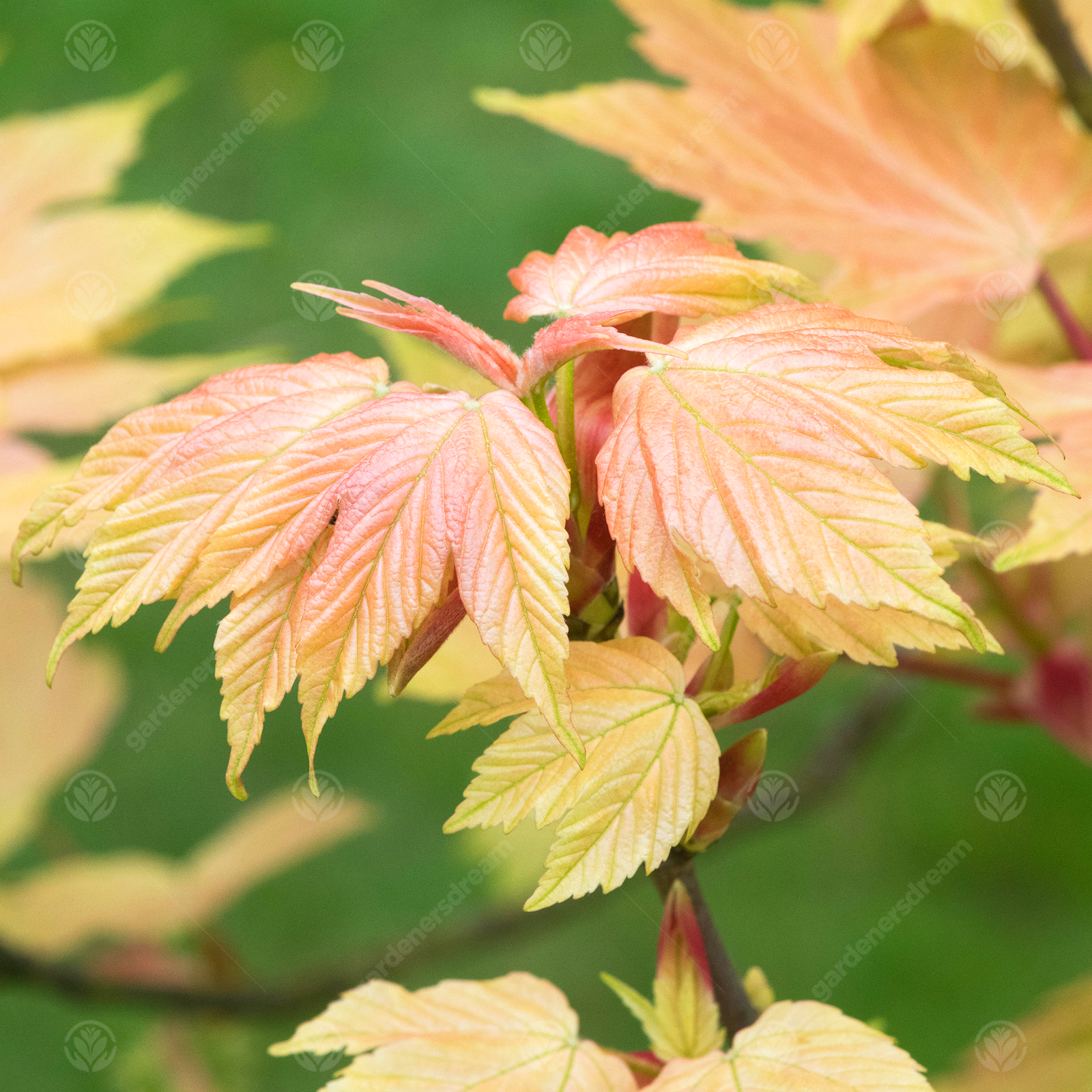 Acer pseudoplatanus Brilliantissimum | Sycamore Tree | Garden Tree | 5-6ft