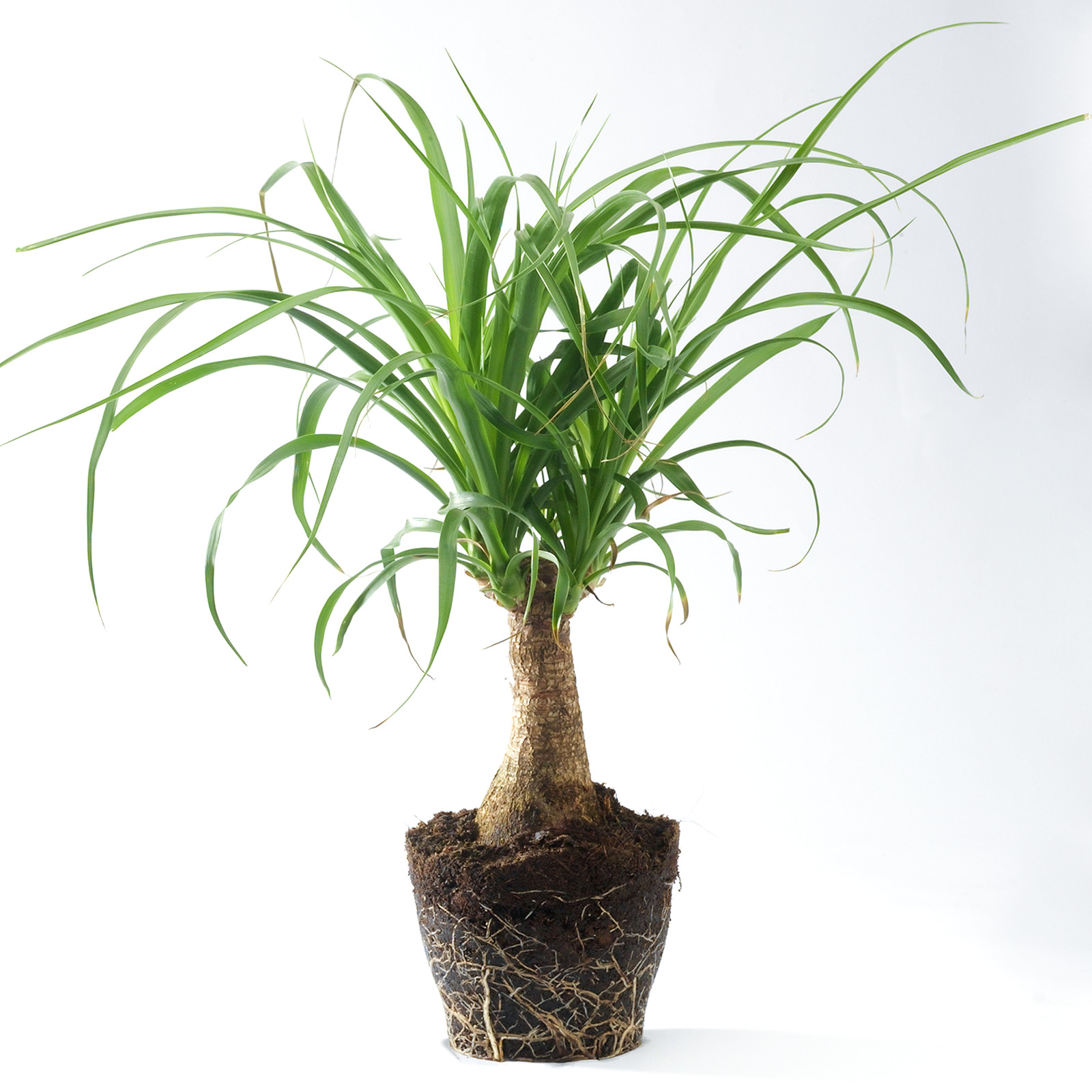 1 x Ponytail Palm Beaucarnea Recurvata Evergreen Houseplant (30-40cm Incl. Pot)