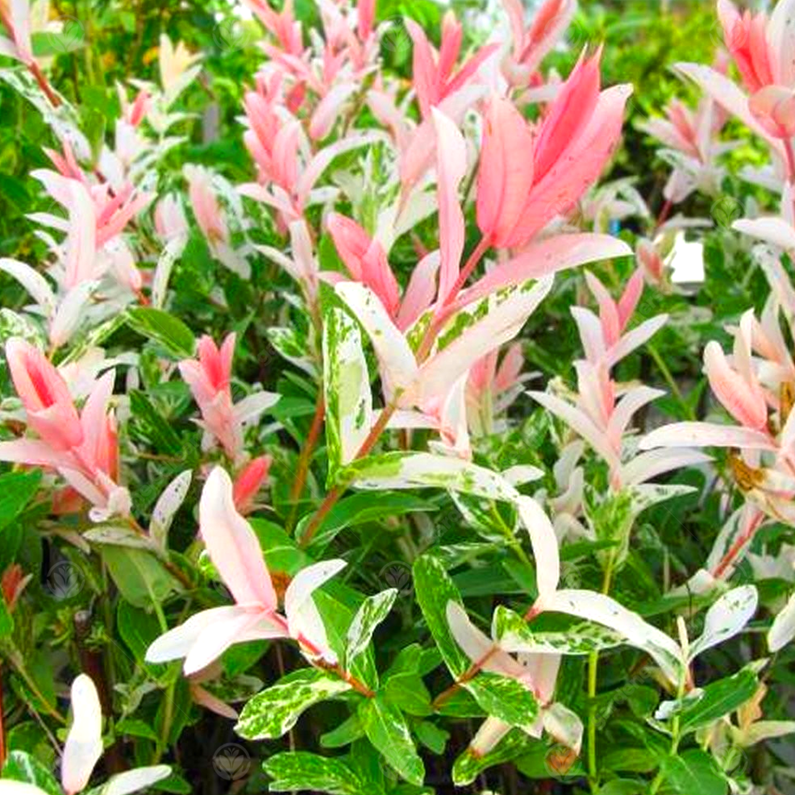Salix 'Nishiki' | Flamingo Dwarf Willow Tree | Ornamental Tree | 150cm