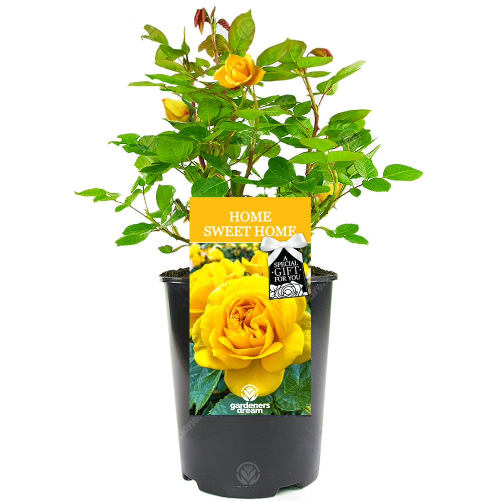 Home Sweet Home Rose - Housewarming New Home Gift - Live Rose Bush Plant