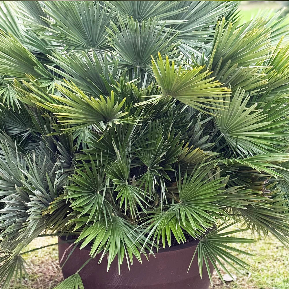 Palm Trees, Volcano Palm Chamaerops Compacta, Hardy Mediterranean, 2 x 22cm Pots