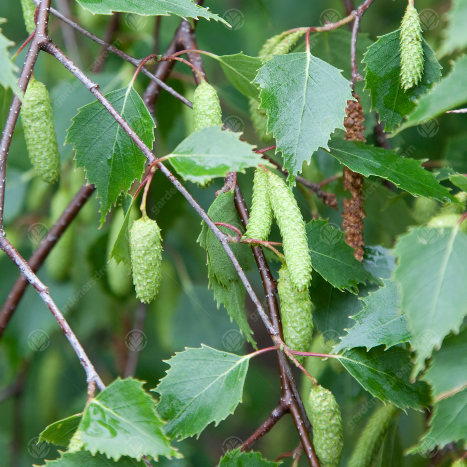Betula Pendula | Silver Birch | Ornamental Garden Tree | 5-6ft