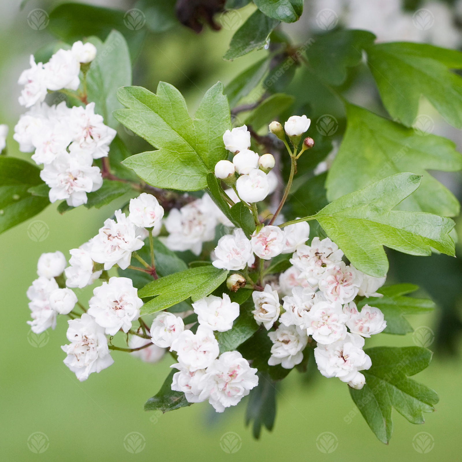 Crataegus Plena | Double White Flowering Hawthorn | Garden Tree | 5-6ft