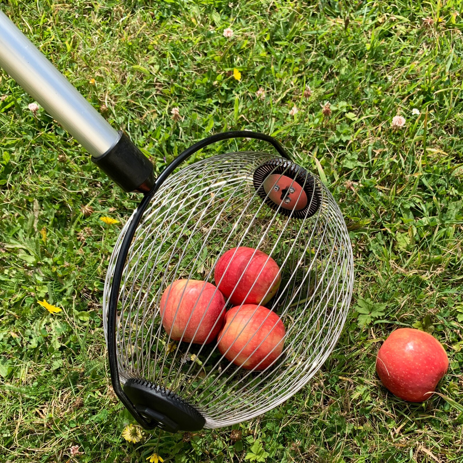 Telescopic Extendable Apple & Fruit Collector with Bucket Clip Lightweight