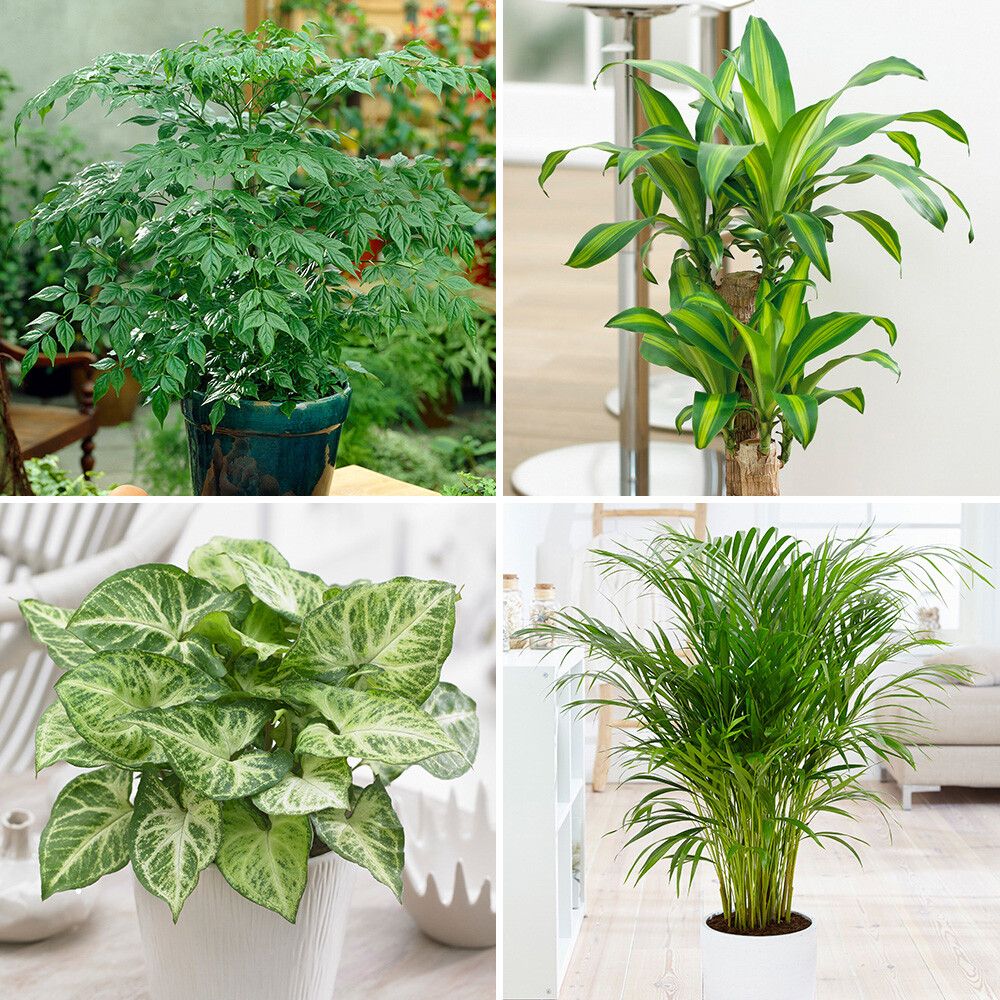 Indoor Plants, Compact Houseplant Mix, 4 x Foliage Varieties, 12cm Pots, Easy