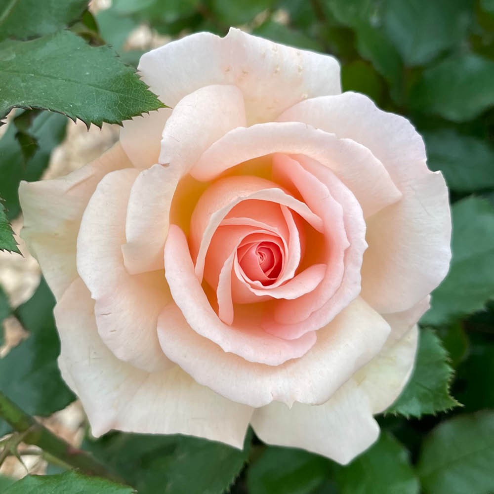 Rose Chandos Beauty Bare Root x2