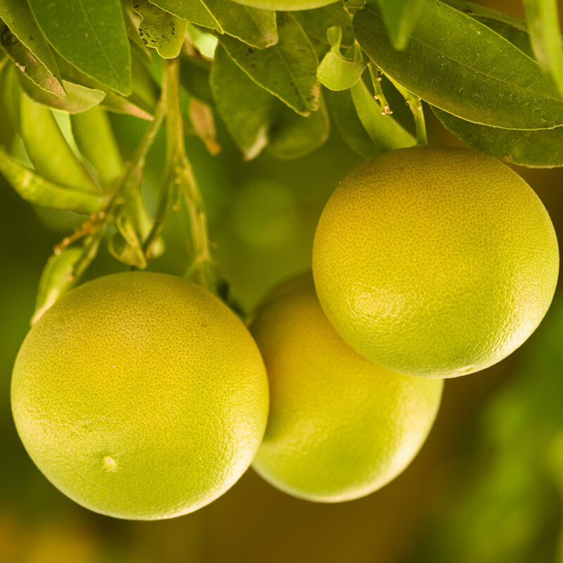 Citrus Fruit Tree, Grapefruit Rio Star, Fragrant Evergreen, 4L Potted, 80cm Tall