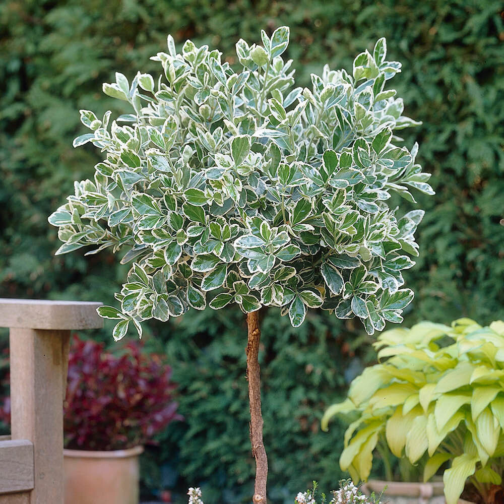 Evergreen Standard Trees, Euonymus Emerald Gaiety, 2 x 18cm Pots, 80-100cm Tall