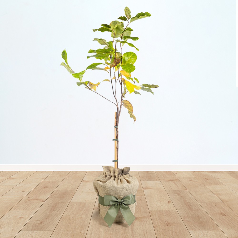 Magnolia 'Susan' Standard Tree approx 80-90cm Tall (3L pot in Brown Hessian Bag)
