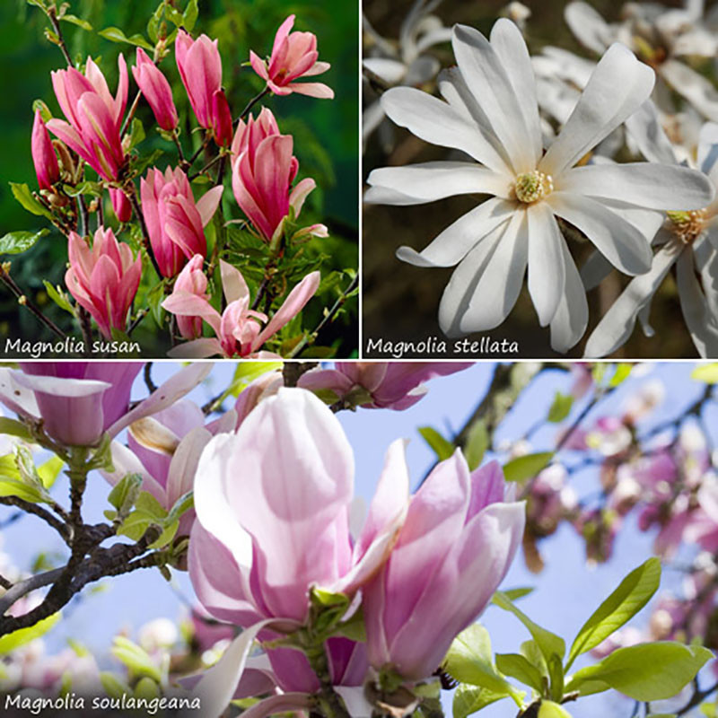 Magnolia Shrub Collection, Set of 3 x 3L Pots, 50cm Tall, Fragrant Spring Blooms