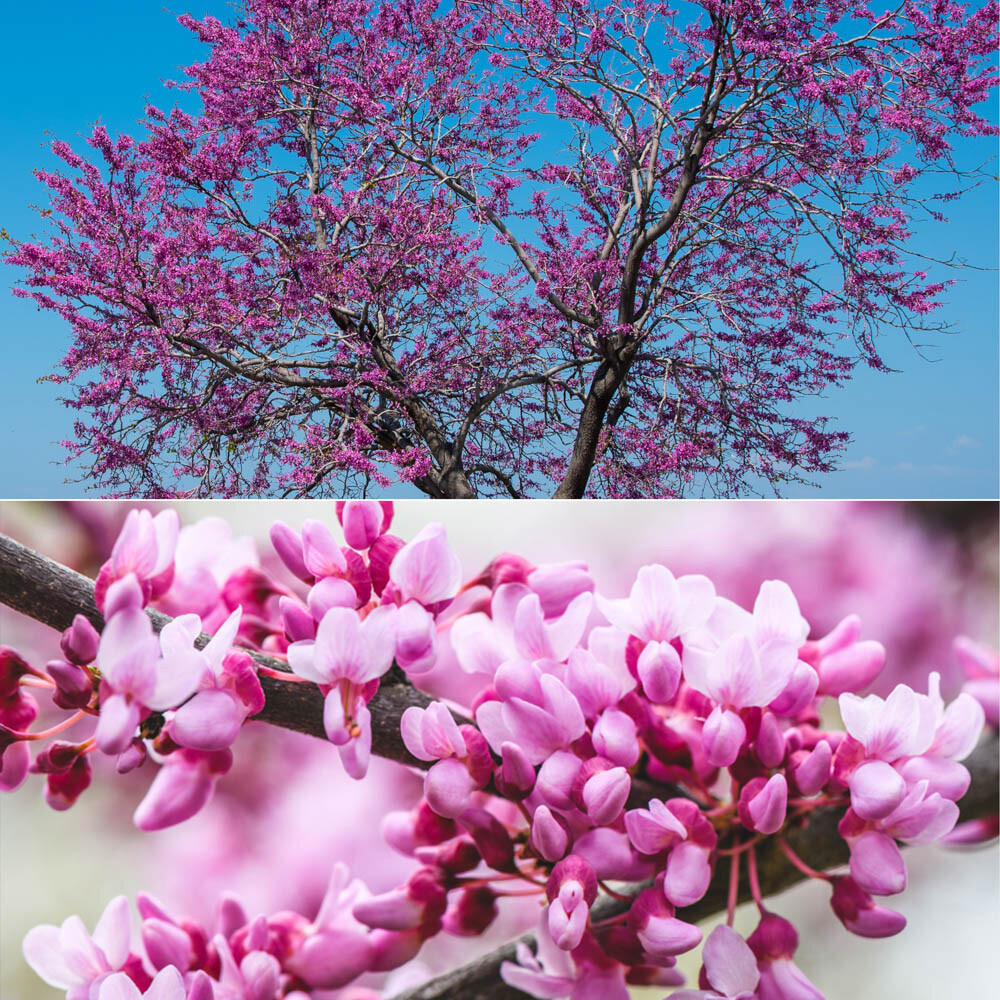 Cercis collection 9cm x2