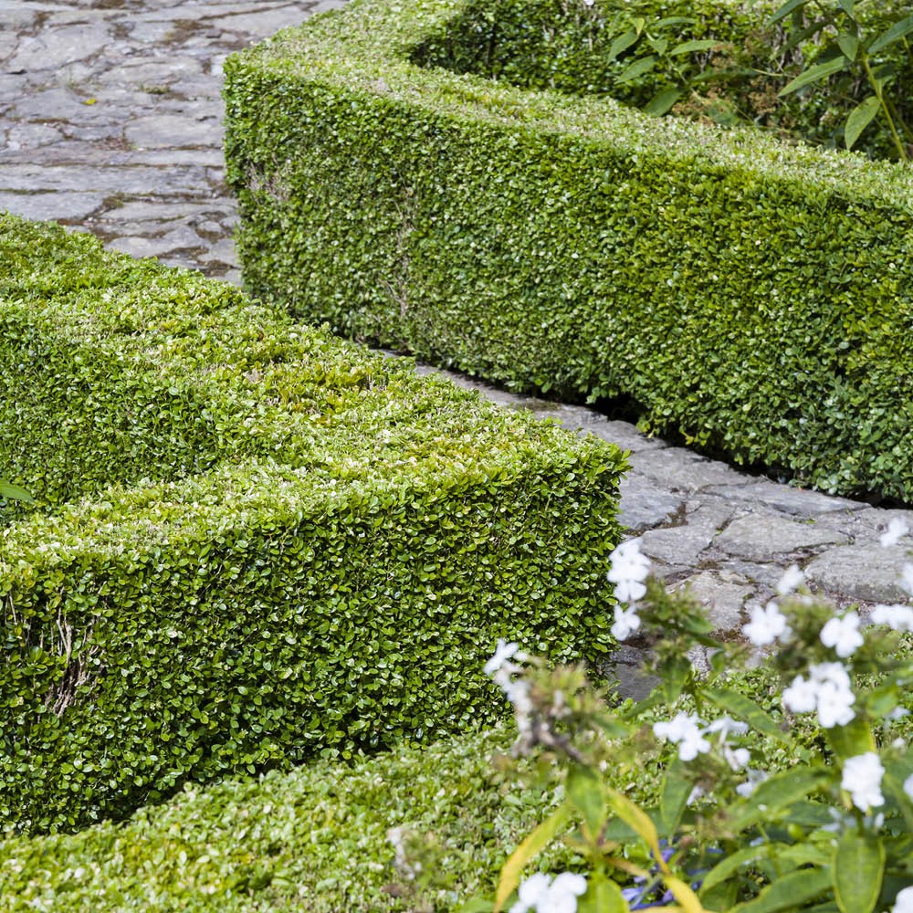 Buxus sempervirens 15-20cm 9cm x 12